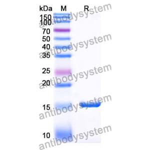 Anti-SARS-CoV-2 S Protein Nanobody (SAA1043)