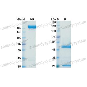 Research Grade BMS-936559/MDX-1105  (DHJ70112)