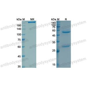 Research Grade Tacatuzumab  (DHC01501)