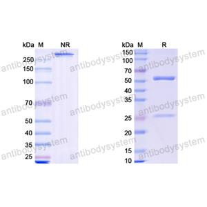 Research Grade Rosnilimab  (DHH02234)