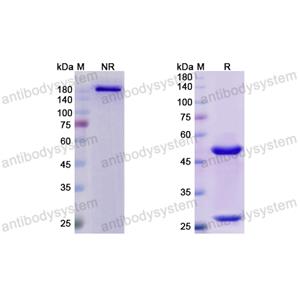 Research Grade Abagovomab(DHJ31001)