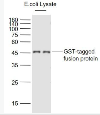 Anti-GST tag  antibody-GST标签单克隆抗体,GST tag