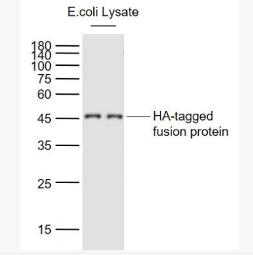 Anti-HA Tag  antibody-HA tag标签单克隆抗体,HA Tag