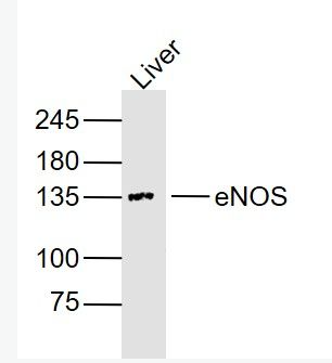 Anti-eNOS antibody-一氧化氮合成酶-3（内皮型）单克隆抗体,eNOS