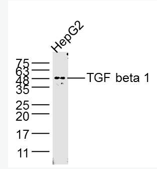 Anti-TGF beta 1 antibody-轉化生長因子β1/TGF β1/TGF-β1單克隆抗體,TGF beta 1