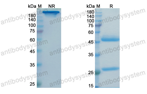 Research Grade Idactamab  (DHH18501)