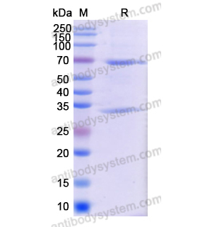 Research Grade Obrindatamab  (DHJ04004)