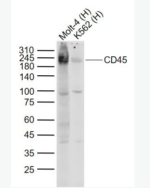 Anti-CD45  antibody-白细胞共同抗原CD45单克隆抗体,CD45