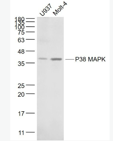 Anti-P38 MAPK  antibody-丝裂原活化蛋白激酶p38α单克隆抗体,P38 MAPK