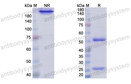 Research Grade Pimivalimab  (DHH02226)