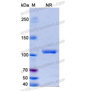 Research Grade Erfonrilimab  (DHJ70114)