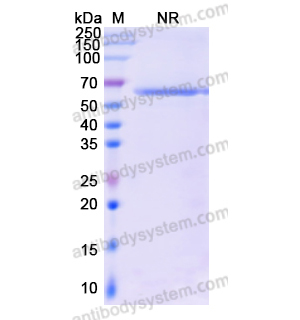 Research Grade Pacanalotamab  (DHF92404)