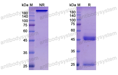 Research Grade Tilogotamab  (DHA29106)