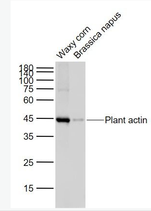 Anti-Plant actin(Loading Control) antibody-植物肌动蛋白（内参）单克隆抗体,Plant actin(Loading Control)