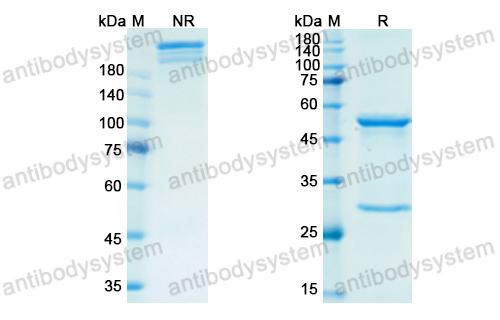 瑞弗利单抗,Research Grade Retifanlimab  (DHH02218)