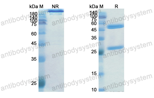 安沙利单抗,Research Grade Encelimab(DHD30404)