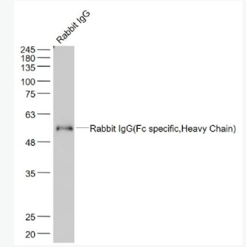 Anti-Rabbit IgG(Fc specific,Heavy Chain)  antibody-兔IgG Fc单克隆抗体,Rabbit IgG(Fc specific,Heavy Chain)