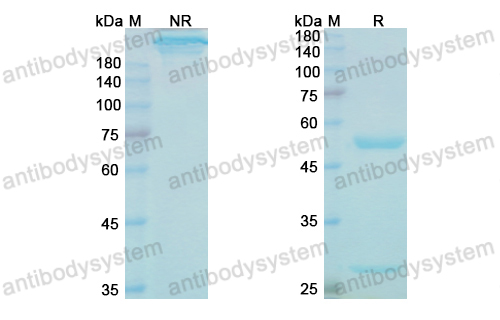 辛帕奈单抗,Research Grade Cinpanemab(DHE22001)