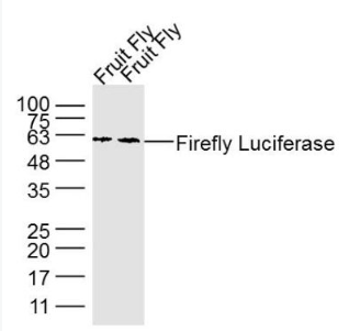 Anti-Firefly Luciferase antibody-荧光素酶单克隆抗体,Firefly Luciferase