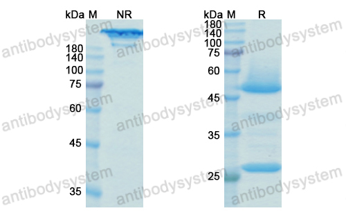 Research Grade Bedinvetmab  (DQB91701)