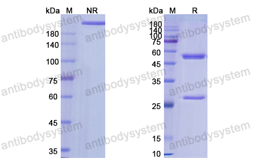 他林妥单抗,Research Grade Tamrintamab(DHJ57402)