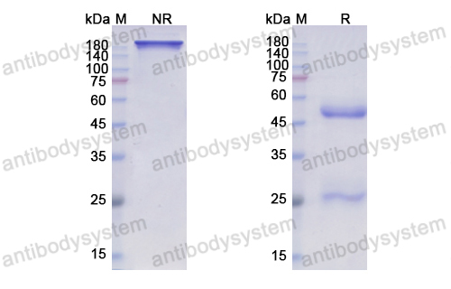 帕澤利單抗,Research Grade Pozelimab  (DHB90006)