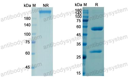 奧索西單抗,Research Grade Osocimab  (DHC04201)