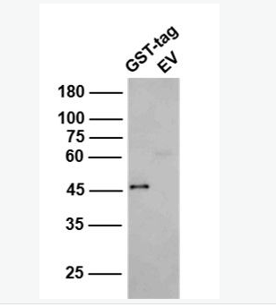 Anti-GST tag antibody-GST標簽抗體,GST tag