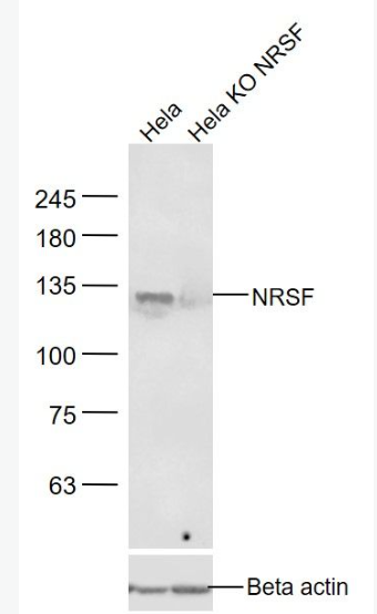 Anti-NRSF antibody-神經(jīng)元抑制蛋白抗體,NRSF