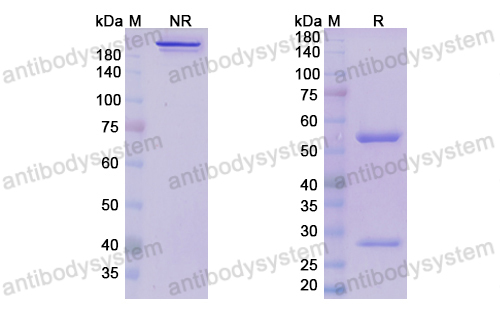 可伐利单抗,Research Grade Crovalimab  (DHB90005)