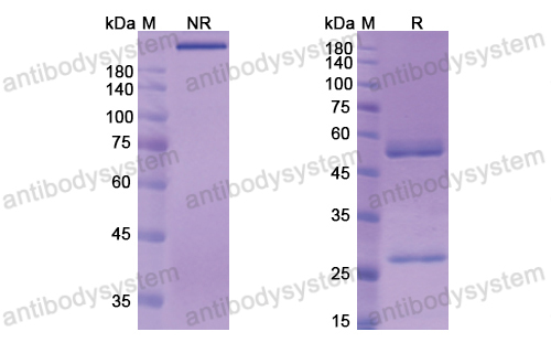 贝度尤单抗,Research Grade Berlimatoxumab  (DXX00801)