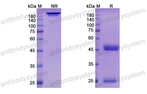 朗妥昔單抗,Research Grade Loncastuximab  (DHD10806)