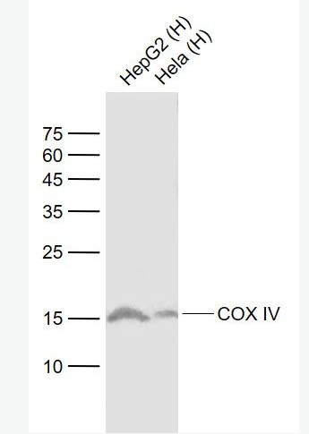 Anti-COX4I1 antibody-細胞色素c氧化酶IV重組兔單抗,COX4I1