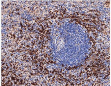 Anti-CD63 antibody-黑色素瘤相关抗原重组兔单抗,CD63