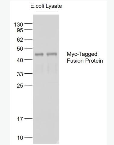 Anti-Myc tag antibody-Myc tag标签抗体,Myc tag