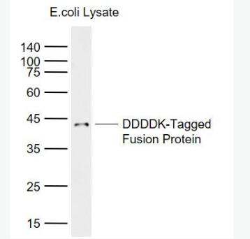 Anti-FLAG Tag (CT) antibody-FLAG Tag标签（C端）抗体,FLAG Tag (CT)