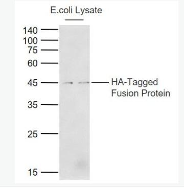 Anti-HA tag antibody-HA tag标签抗体,HA tag