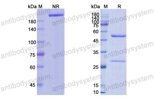 沃瑟妥珠单抗,Research Grade Vorsetuzumab(DHE01902)