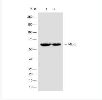 Anti-MLKL antibody-混合系列蛋白激酶样结构域重组兔单抗,MLKL