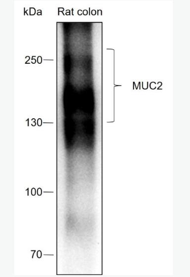 Anti-MUC2 antibody-粘蛋白-2/上皮膜抗原2重组兔单抗,MUC2