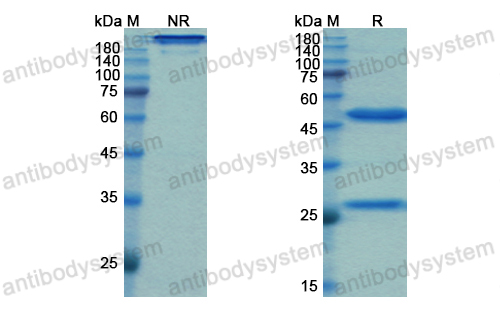 鲁昔单抗,Research Grade Gomiliximab  (DHC21302)