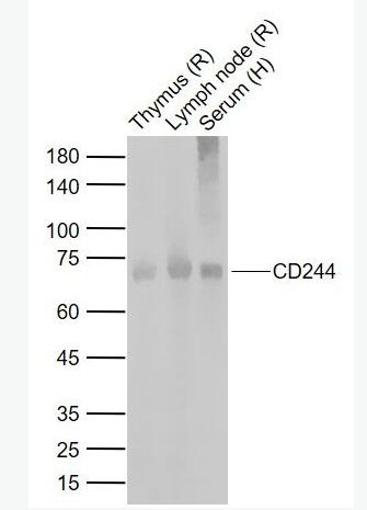 Anti-CD244  antibody-CD244抗体,CD244