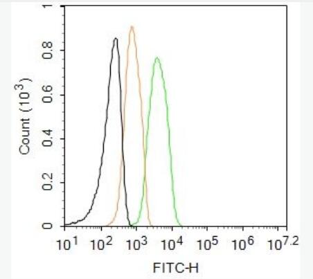 Anti-CD44  antibody-CD44抗体,CD44