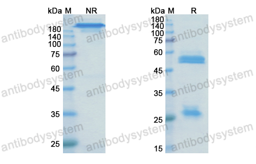 奧拉妥單抗,Research Grade Olaratumab(DHD16101)