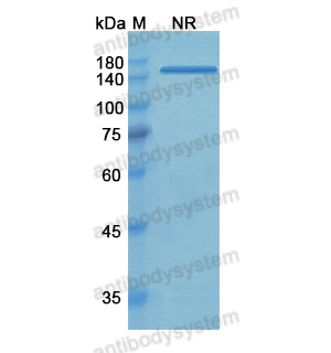 他度组单抗,Research Grade Tadocizumab  (DHC33303)