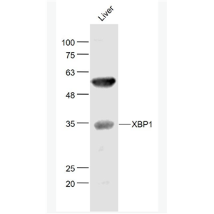 Anti-XBP1 antibody-细胞核转录因子X盒结合蛋白抗体