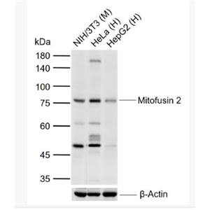 Anti-Mitofusin 2 antibody-线粒体融合蛋白Mfn2单克隆抗体,Mitofusin 2