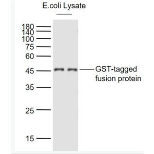 Anti-GST tag  antibody-GST标签单克隆抗体