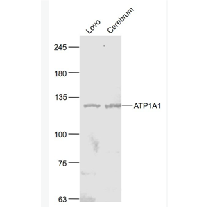 Anti-ATP1A1(Loading Control) antibody-钠钾ATP酶蛋白a1（内参）抗体