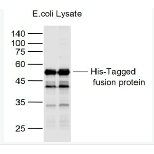 Anti-His tag(2D5)  antibody-聚组氨酸单克隆抗体